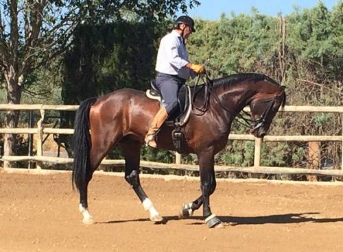 Adiestramiento del caballo en la Escuela Hípica Riopudio. Escala de entrenamiento alemana de Reiner Klimke.